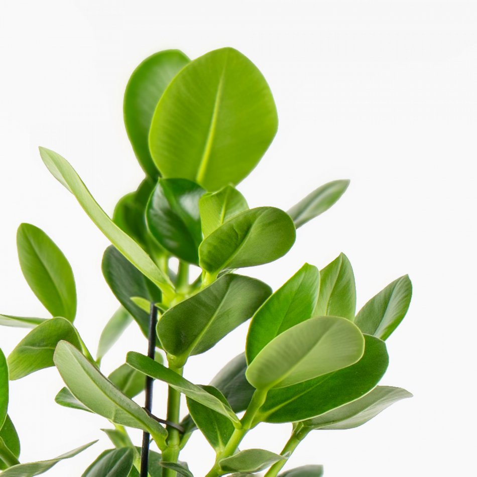 Plant Clusia