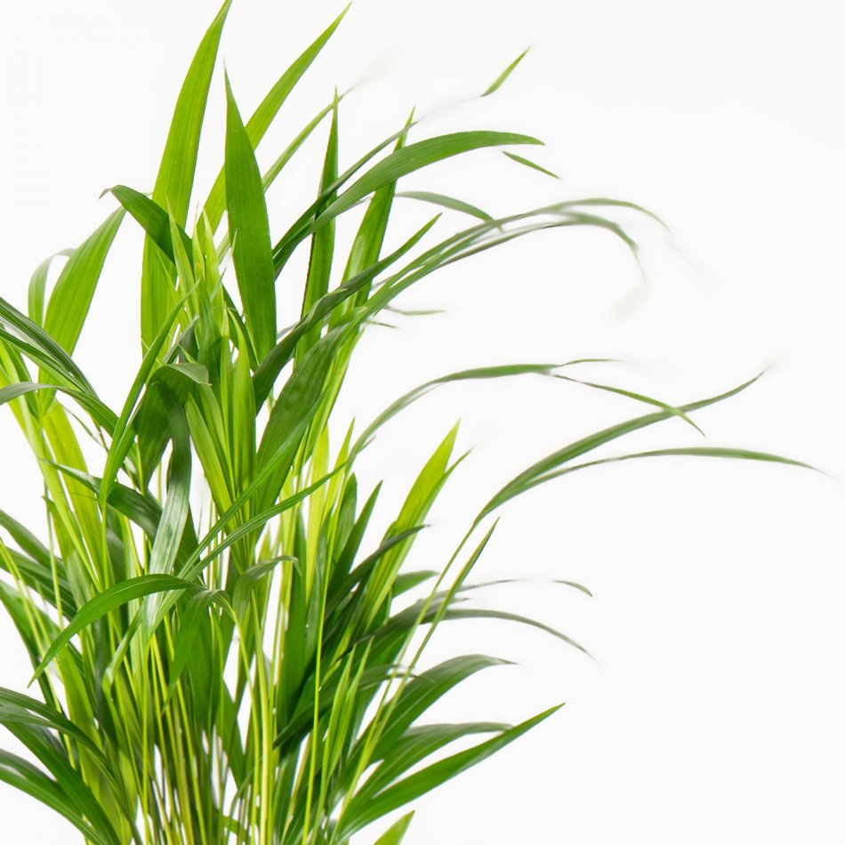 Plant Palm