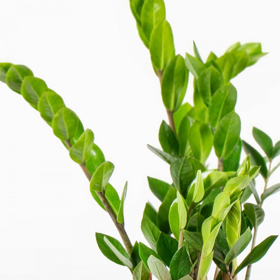 Plant Zamiaculas